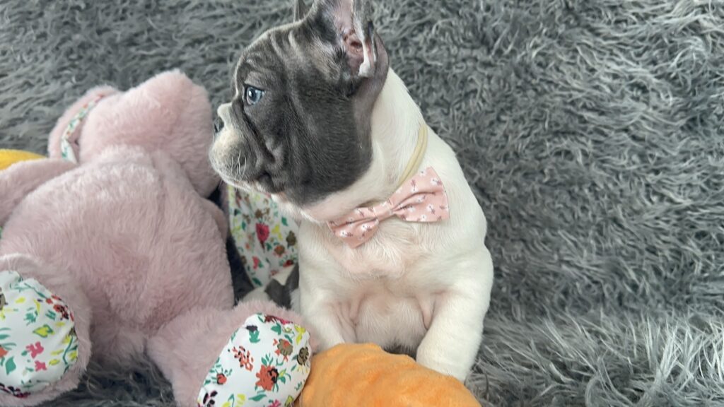 Sugar | Blue Pied French Bulldog Female | The Princess