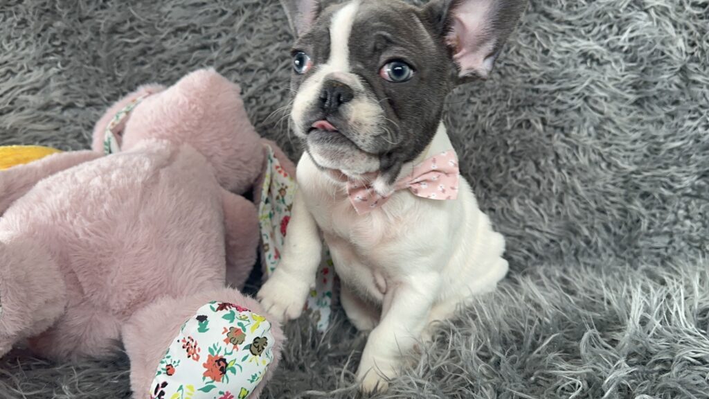 Sugar | Blue Pied French Bulldog Female | The Princess