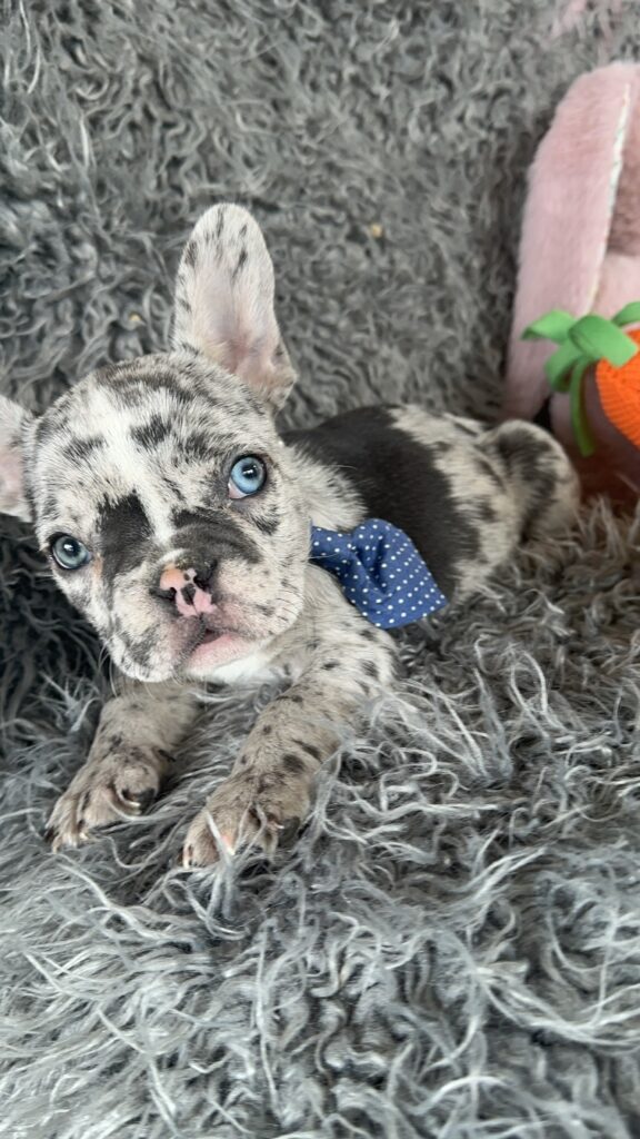 Waldo | Blue Merle French Bulldog Male | Mr. Handsome