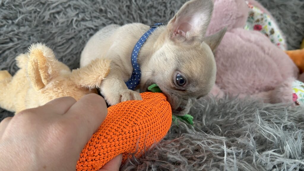 Waltz | Lilac Fawn French Bulldog Male | The Playful