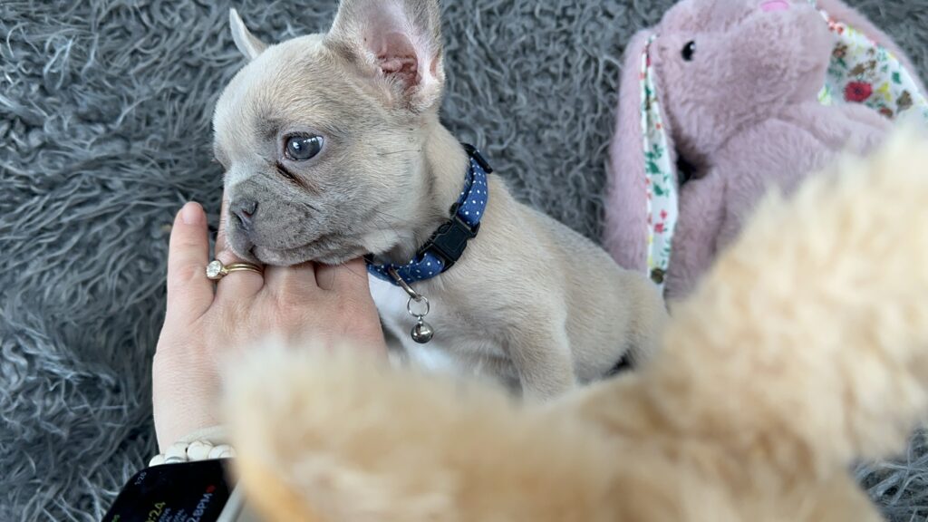 Waltz | Lilac Fawn French Bulldog Male | The Playful