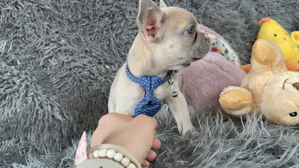 Waltz | Lilac Fawn French Bulldog Male | The Playful