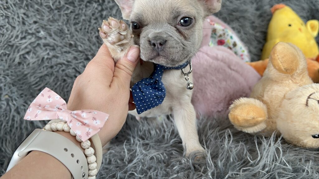 Waltz | Lilac Fawn French Bulldog Male | The Playful