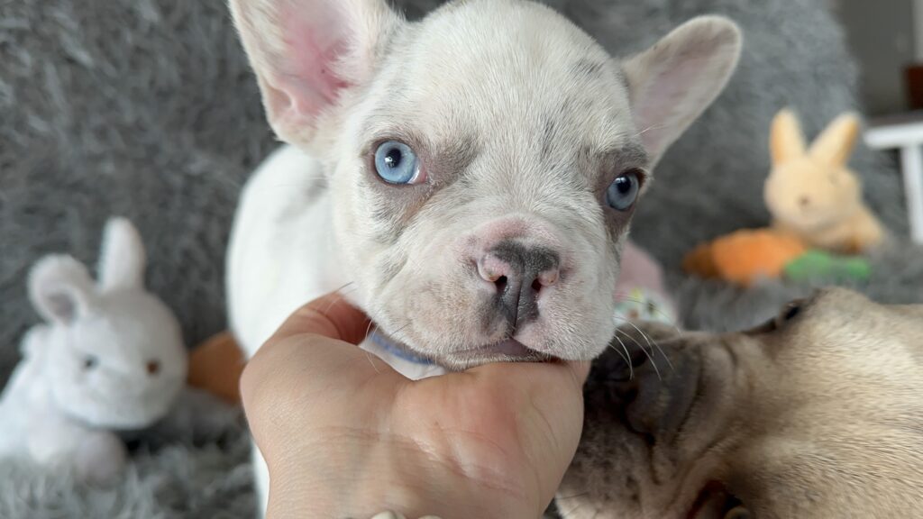 Winston | Lilac Merle Pied French Bulldog Male | The Awesome
