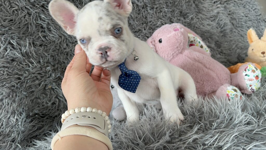 Winston | Lilac Merle Pied French Bulldog Male | The Awesome