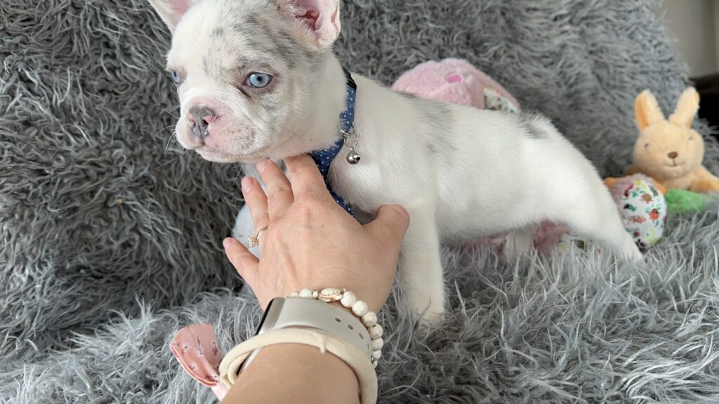 Winston | Lilac Merle Pied French Bulldog Male | The Awesome
