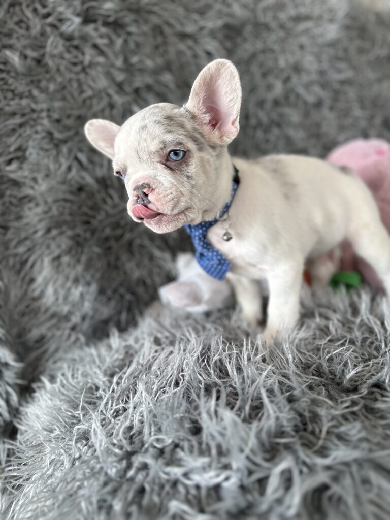 Winston | Lilac Merle Pied French Bulldog Male | The Awesome