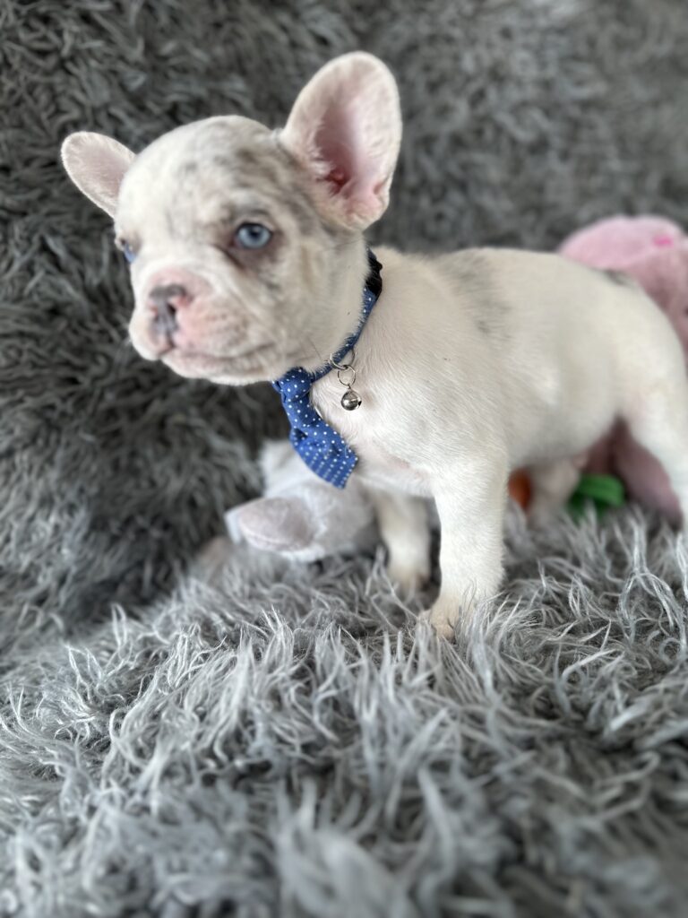 Winston | Lilac Merle Pied French Bulldog Male | The Awesome