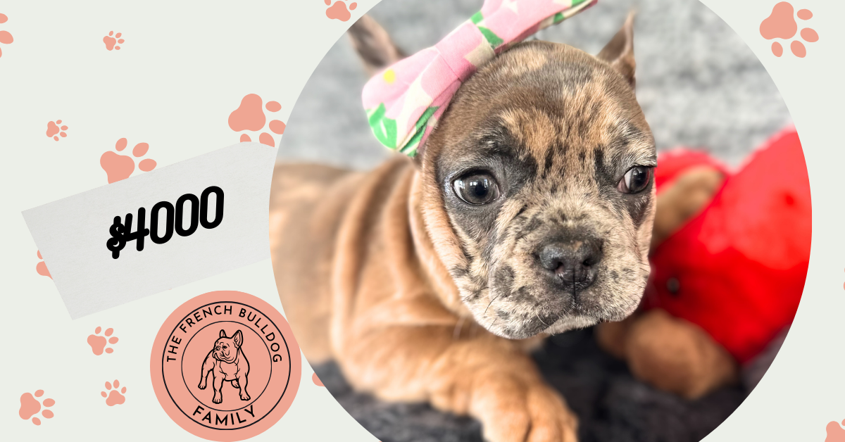 Utopia | Blue Fawn Merle French Bulldog Female | The Enchanting