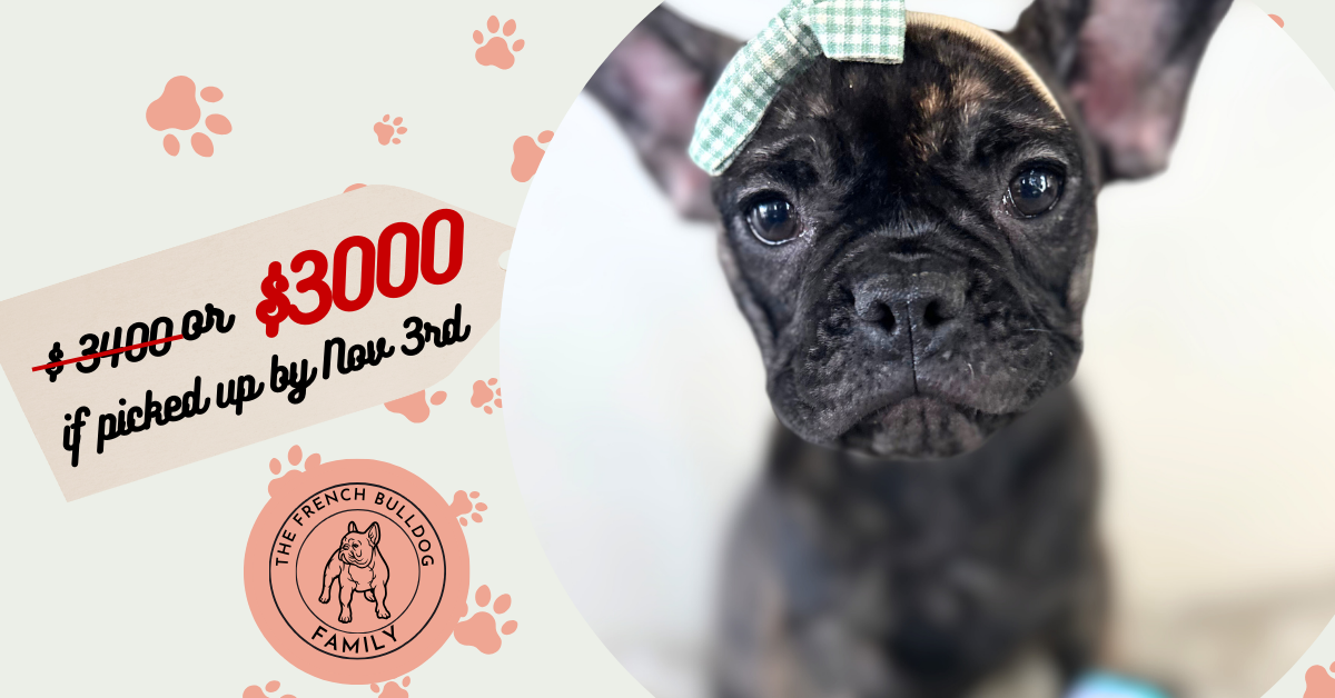 Lizzy | Brindle French Bulldog Female | Available Now