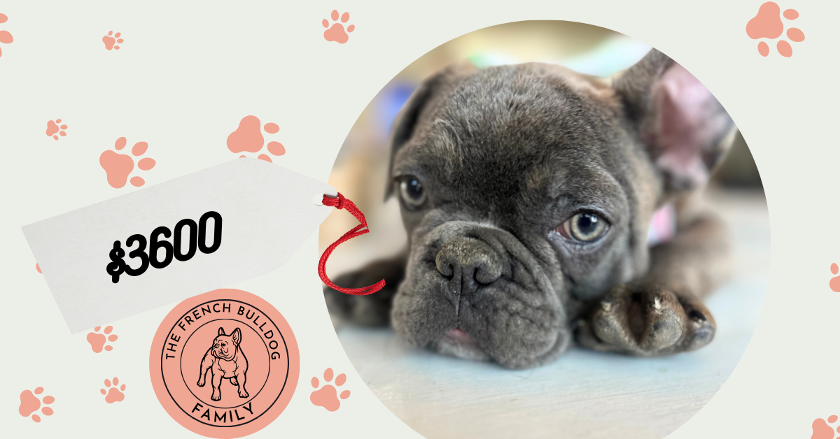 Major | Blue French Bulldog Male | Available Now