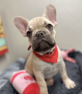 Frenchie Friday Feb 16th, 2024