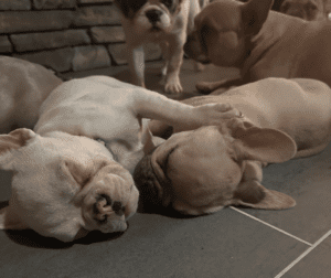 Frenchie Friday Feb 16th, 2024
