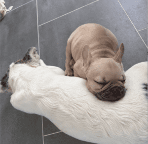 Frenchie Friday Feb 16th, 2024