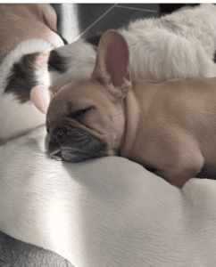 Frenchie Friday Feb 16th, 2024