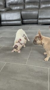 Frenchie Friday Feb 16th, 2024