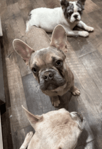 Frenchie Friday Feb 16th, 2024
