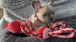 Frenchie Friday Feb 16th, 2024