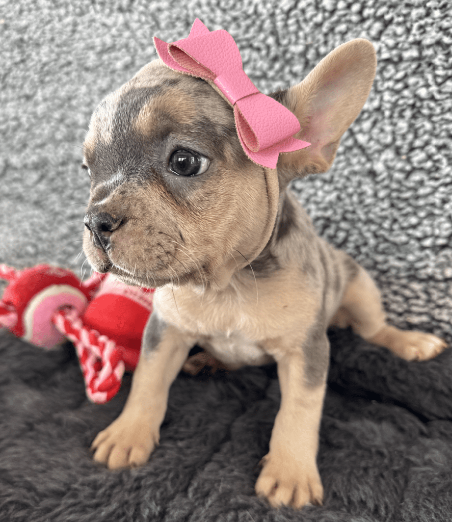 Frenchie Friday Feb 16th, 2024