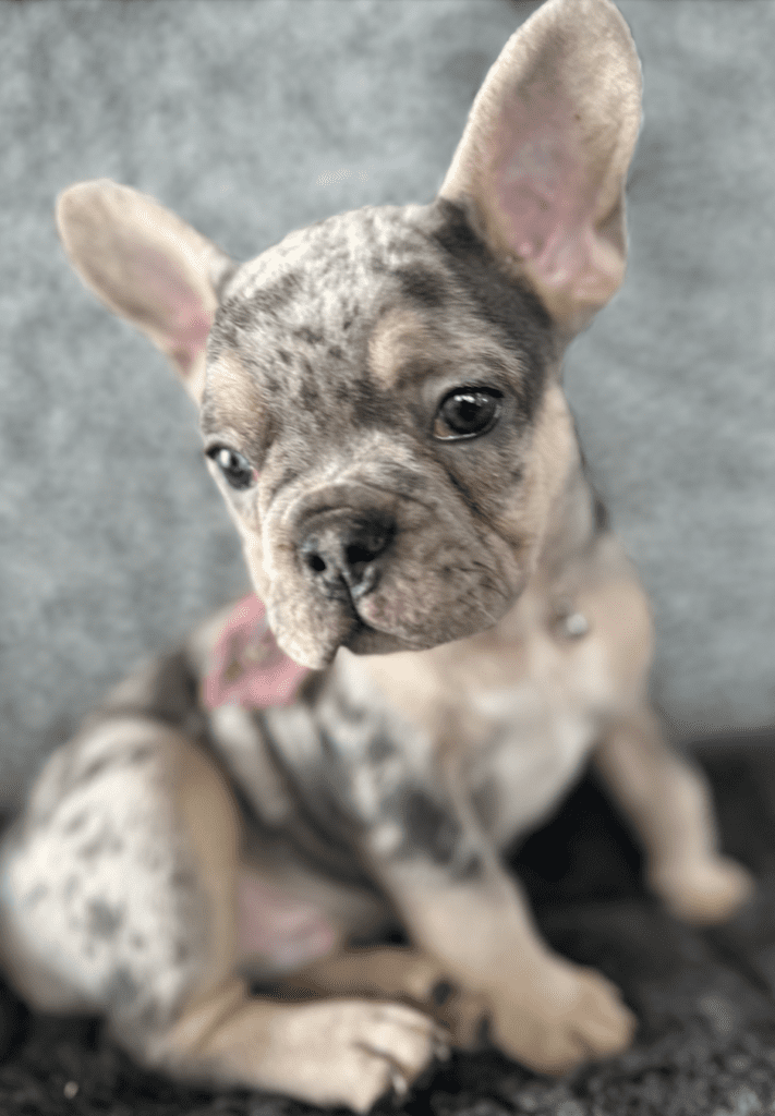 Frenchie Friday Feb 16th, 2024