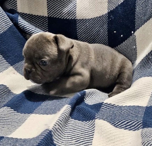 Walter | Blue French Bulldog Male | The Brave