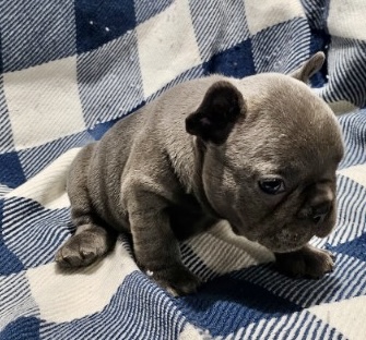 Whisper | Blue French Bulldog Female | The Calm