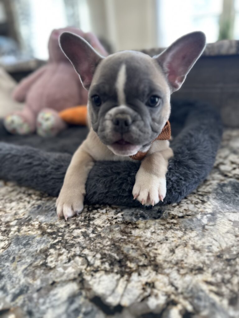 Vinnie | Blue Fawn & White French Bulldog Male | The Stunning