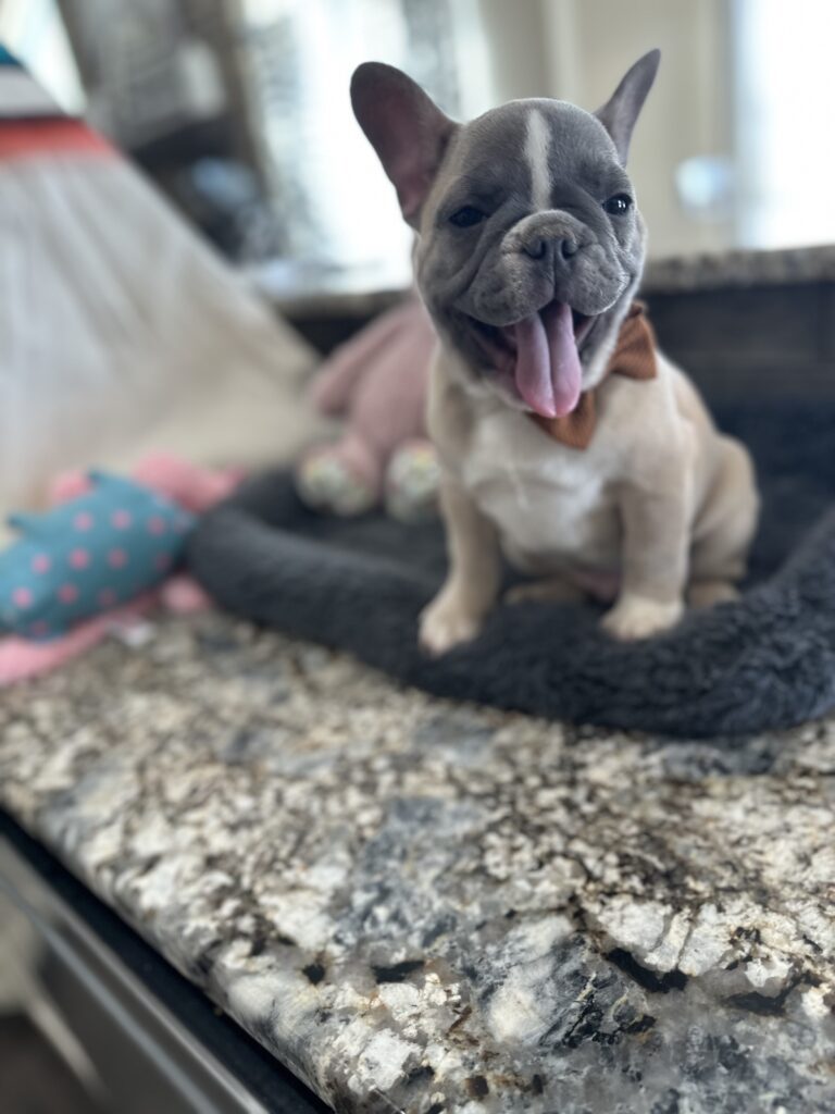 Vinnie | Blue Fawn & White French Bulldog Male | The Stunning
