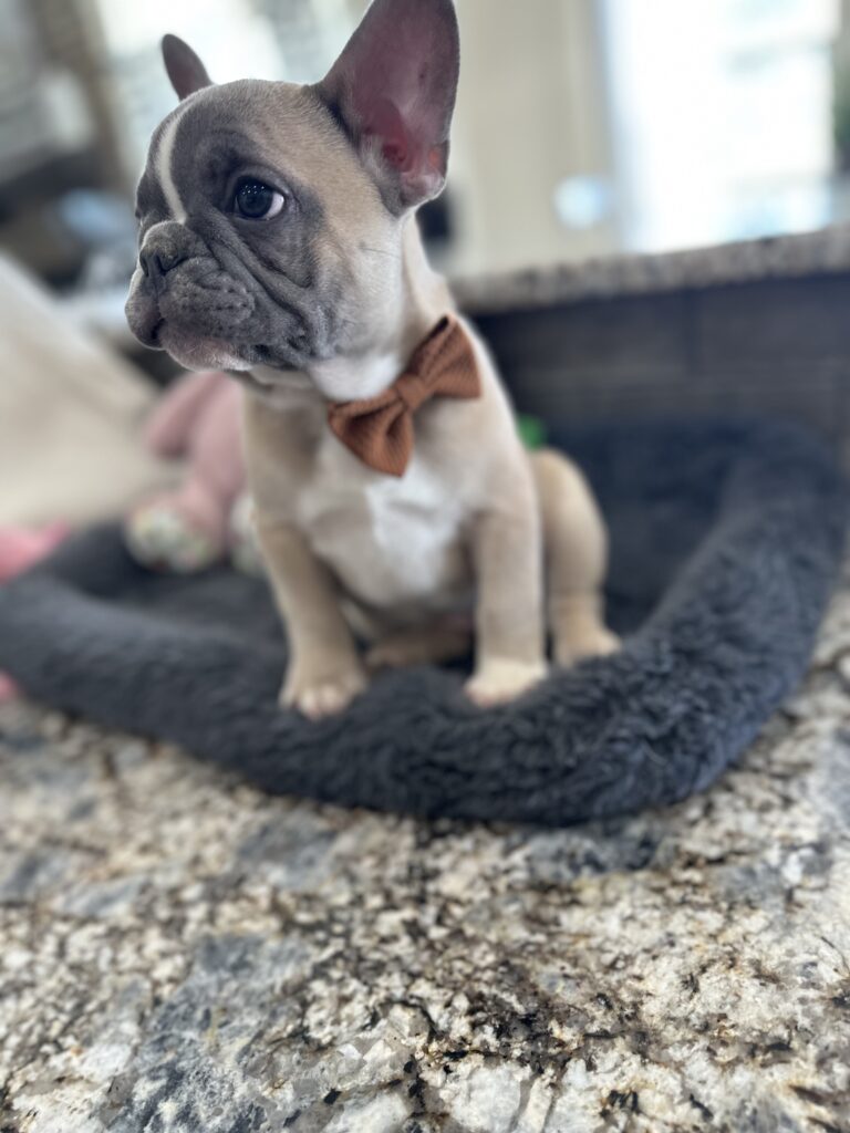 Vinnie | Blue Fawn & White French Bulldog Male | The Stunning