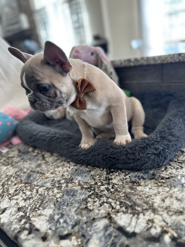 Vinnie | Blue Fawn & White French Bulldog Male | The Stunning
