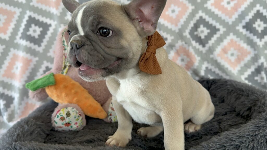 Vinnie | Blue Fawn & White French Bulldog Male | The Stunning