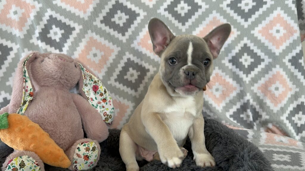 Vinnie | Blue Fawn & White French Bulldog Male | The Stunning