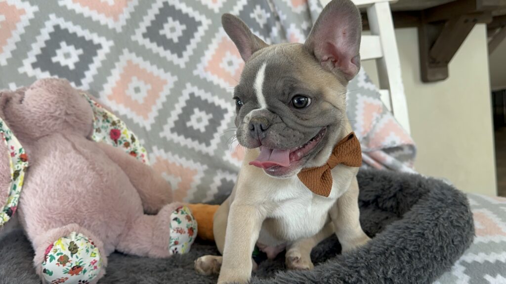 Vinnie | Blue Fawn & White French Bulldog Male | The Stunning