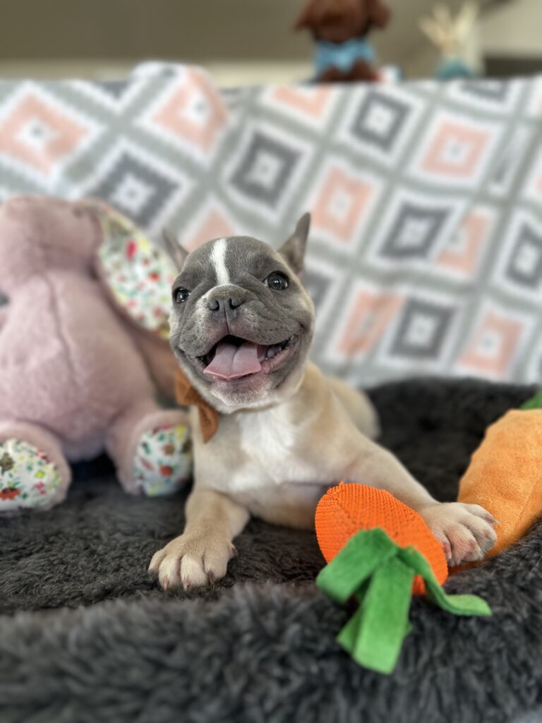 Vinnie | Blue Fawn & White French Bulldog Male | The Stunning