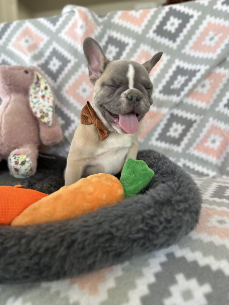 Vinnie | Blue Fawn & White French Bulldog Male | The Stunning