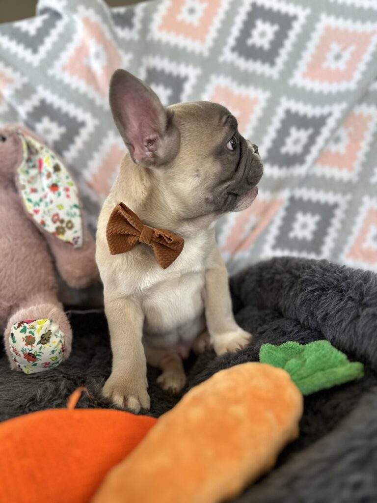 Vinnie | Blue Fawn & White French Bulldog Male | The Stunning