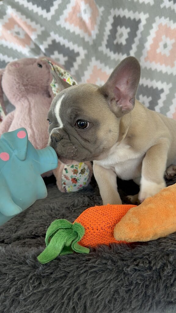 Vinnie | Blue Fawn & White French Bulldog Male | The Stunning