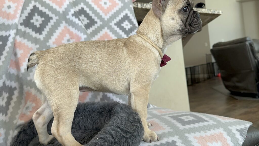 Viking | Fawn French Bulldog Male | The Dashing
