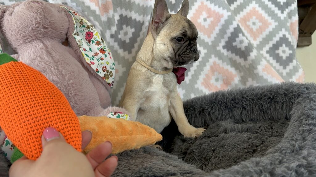 Viking | Fawn French Bulldog Male | The Dashing