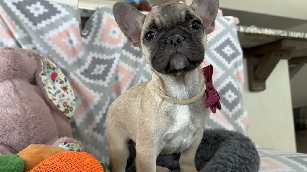 Viking | Fawn French Bulldog Male | The Dashing