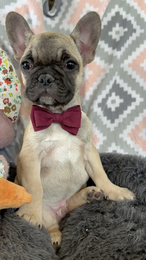 Viking | Fawn French Bulldog Male | The Dashing