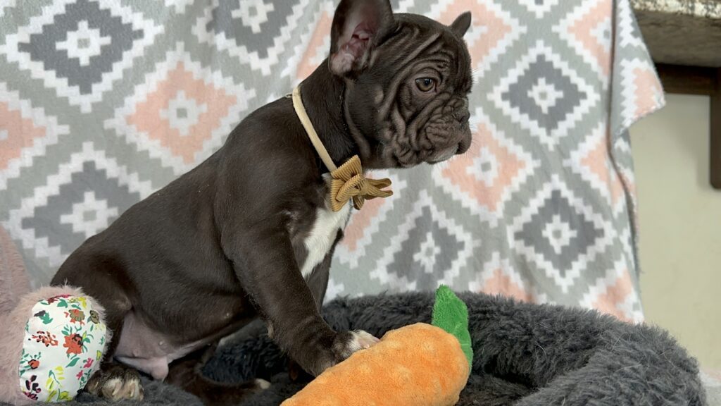 Viper | Chocolate French Bulldog Male | The Fearless