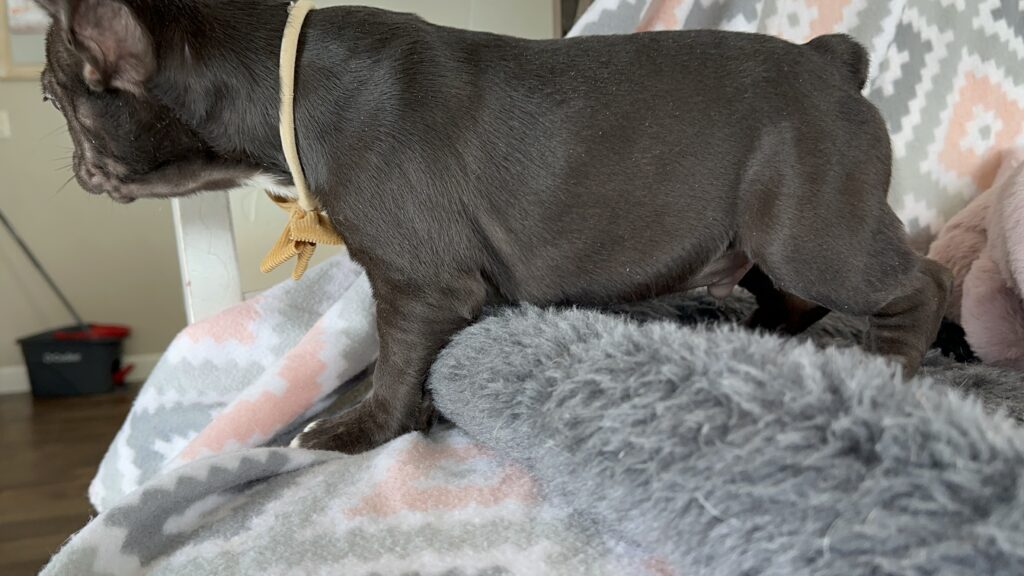Viper | Chocolate French Bulldog Male | The Fearless