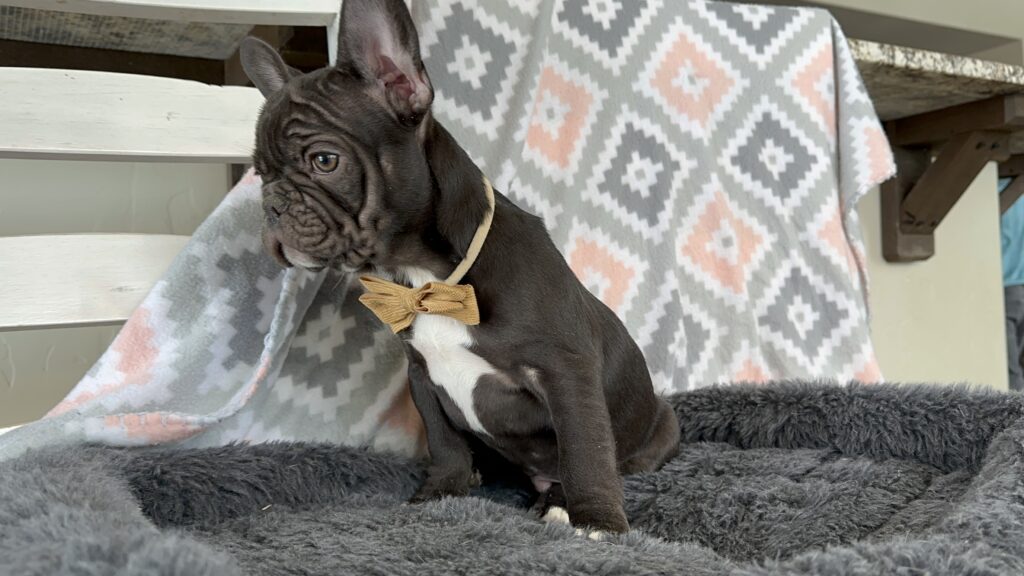 Viper | Chocolate French Bulldog Male | The Fearless