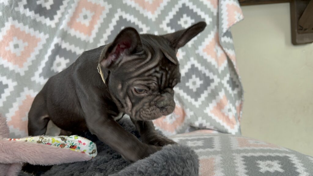Viper | Chocolate French Bulldog Male | The Fearless