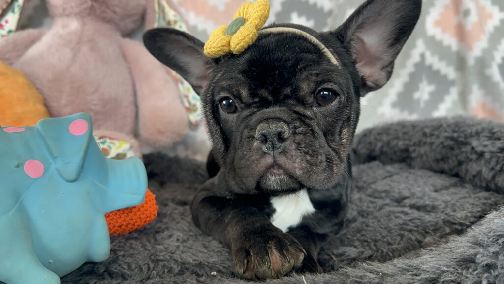 Velma | Brindle French Bulldog Female | Ms. Marvelous