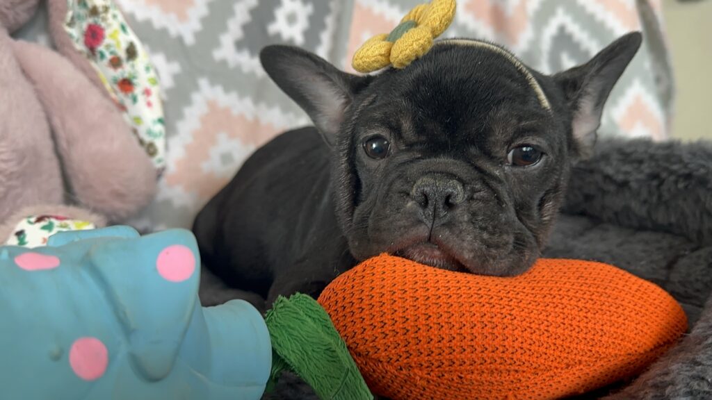 Velma | Brindle French Bulldog Female | Ms. Marvelous