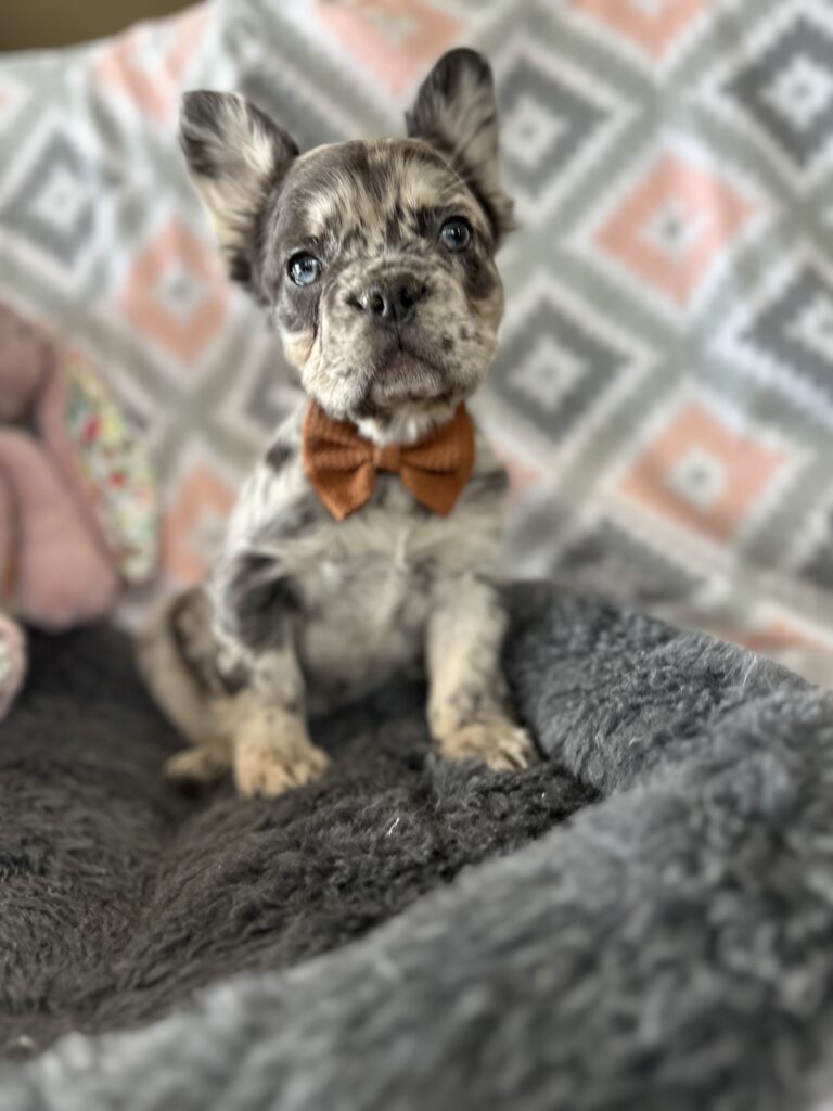 Gavin | Merle Fluffy French Bulldog Male | Mr. Dashing