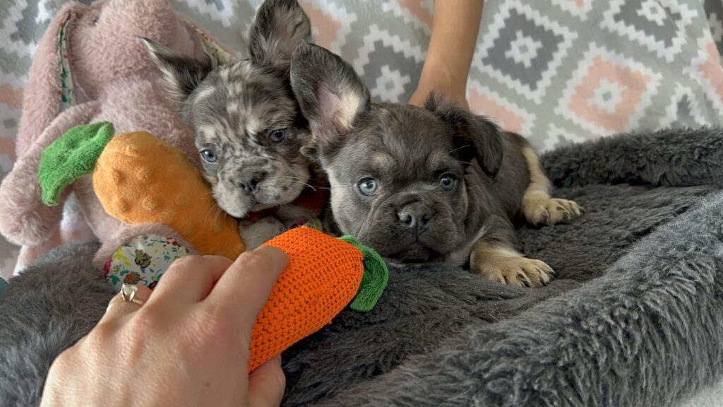 Ian | Blue & Tan French Bulldog Male | The Polite One