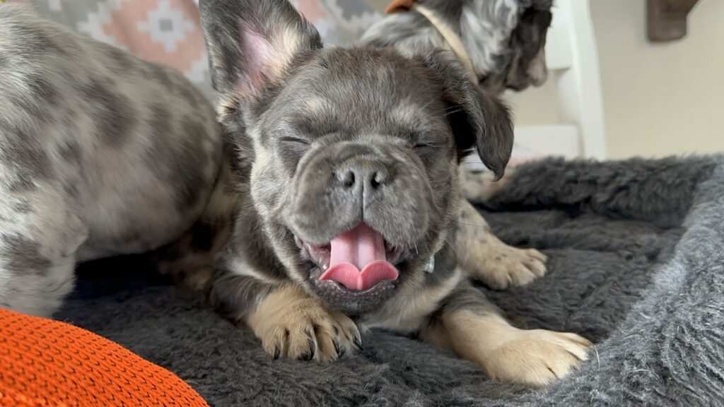 Ian | Blue & Tan French Bulldog Male | The Polite One